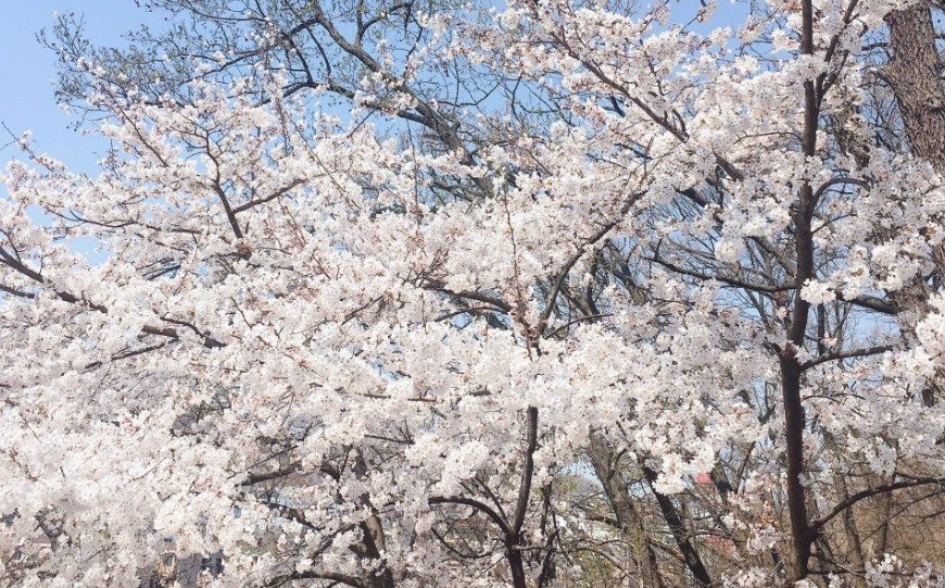 서울 도심 벚꽃 명소와 인생샷 카페: 봄날의 낭만 만끽 5 경기 광주 ‘스멜츠’ 갤러리 같은 공간에서 즐기는 벚꽃