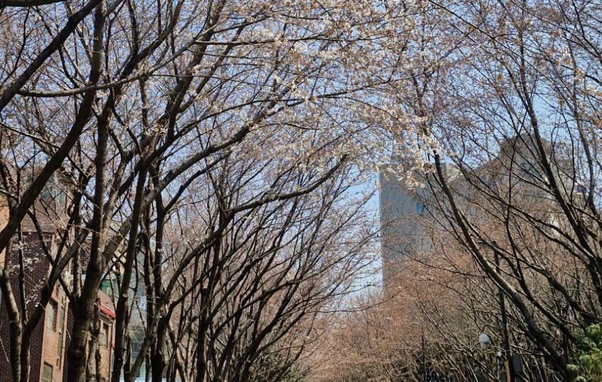 서울 도심 벚꽃 명소와 인생샷 카페: 봄날의 낭만 만끽 3 경의선 숲길 ‘파크사이드' 낮과 밤이 다른 매력