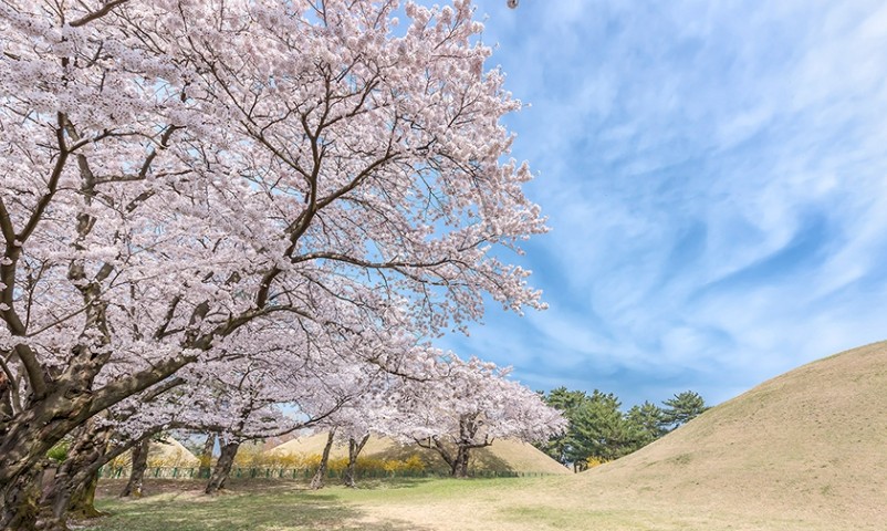 서울 도심 벚꽃 명소와 인생샷 카페: 봄날의 낭만 만끽 4 경주 ‘야드’ 천년고도의 봄을 담다